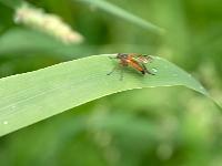 Fliege rötlichgelb auf Schilfblatt